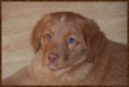 /album/fotogalerij-gio/gio-close-up-9-weken-jpg/